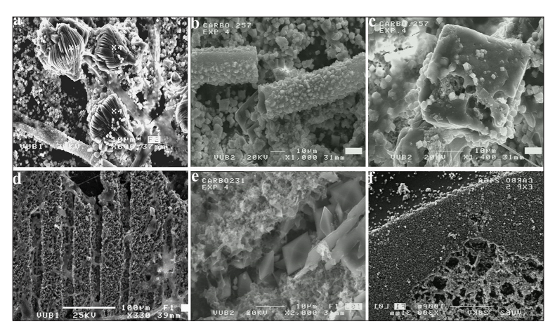 Figure 1: SEM images showing fungal interaction with carbonate substrates.