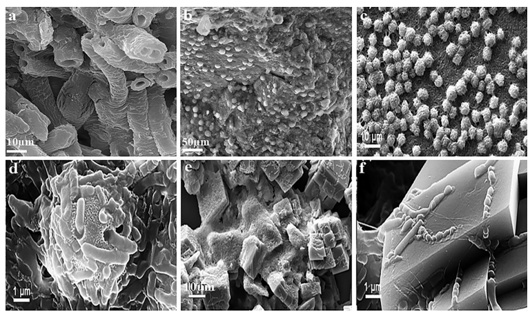 Figure 2: SEM images showing bacterial interaction with carbonate substrates.