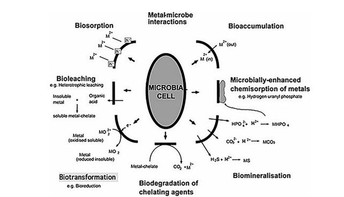 Figure 3: Metal–microbe interactions impacting bioremediation.